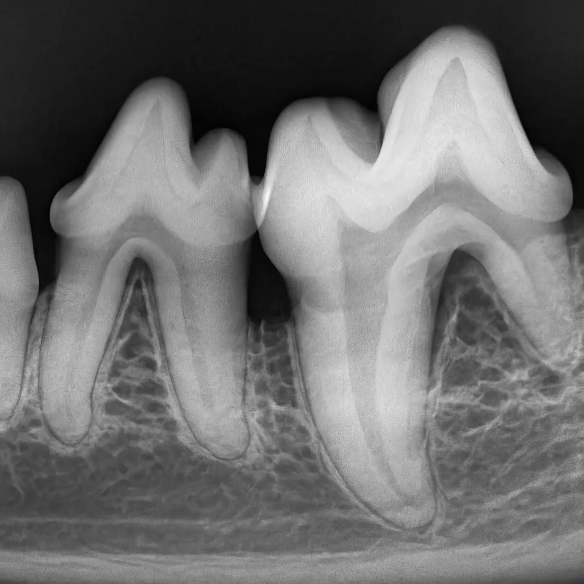 Saúde Dental